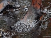 A Filipino fisherman stands ankle deep in oil washed up on the beaches near his home. 