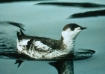 Marbled Murrelet. Photo: USFWS