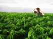Marijuana field