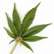 Marijuana leaf