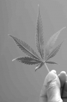 Marijuana leaf