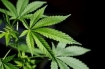 marijuana plant