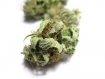 Example of a marijuana flower or 'bud' that is smoked or vaporized, or eaten by users.  Photo: Michael Bachara