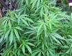 marijuana plant