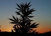 marijuana plant