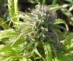 Marijuana