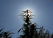 marijuana sunshine