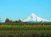 Mt. Hood, Oregon