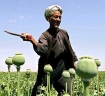 Afghan farmer in opium field
