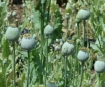 Opium poppies in Grande Ronde, Oregon