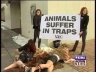 PETA`s Lindsay Rajt