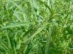 Marijuana leaves