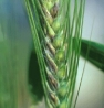 Fusarium head blight disease  