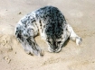 Harbor Seal 