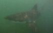 Great white shark