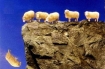 Sheep being led off cliff