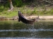 Oregon sturgeon