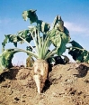 sugar beet