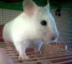 Image of a Syrian hamster not related to this specific report