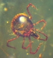 OSU tick photo
