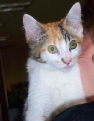 Tri-colored male cat