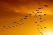 Flying geese