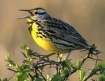 Western Meadowlark