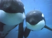 Marine mammal advocates say sonar is damaging to whales