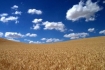 Wheat fields