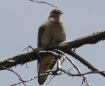 Zenaida Auriculata, The Eared Dove, Torcaza