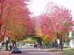 Fall color along a street in Salem Oregon