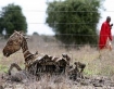 Zebra corpse in starving Africa