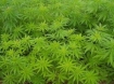 Marijuana