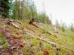 Siberian landscape flattened by the Tunguska Event