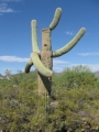 Arizona cactus