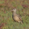 Long-billed Curlew by Bill Hubick