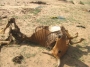 Dead animal in Somaliland