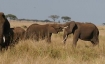 Elephants in Zambia