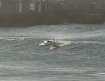 Surfers and swimmers in Gaza 