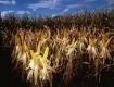 GMO corn