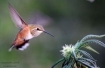 hummingbird cannabis