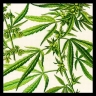 Marijuana leaves