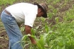 Workers in Mexico