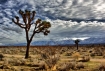 Mojave desert