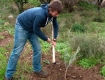 Plant-a-Tree in Palestine