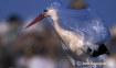 Bird with plastic bag