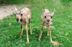 Pronghorn Antelope