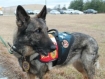 Support USMC K-9 Combat Veteran MWD Sgt Beyco