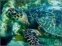 Hundreds of dead sea turtles have washed ashore in the Gulf of Mexico this year.