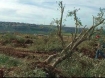 uprooted olive trees